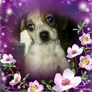 Meet your Posher, Vicki simpson